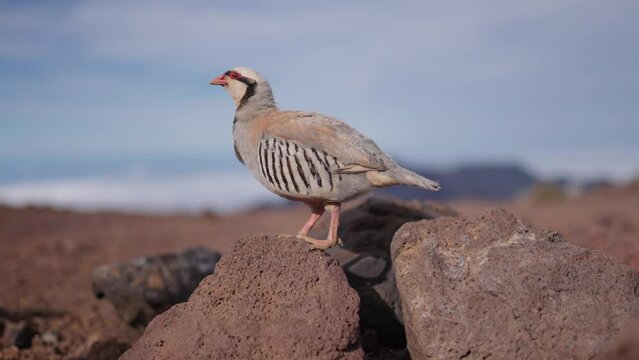 Closeup profile view of Chukar partridge Alectoris chukar standing on rocks