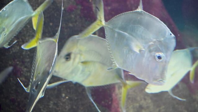 School of lookdown fish in zoo aquarium
