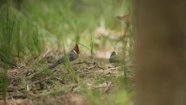 Young red-crested cardinal being fed by its parent in forest floor, telephoto