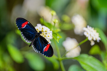 Postman butterfly is sucking nectar. Heliconius melpomene