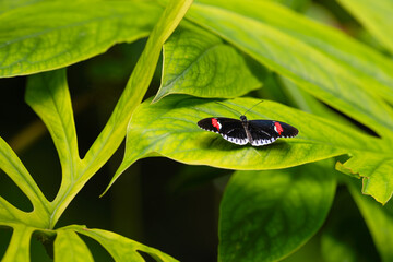 Postman butterfly is resting on the leaves. Heliconius melpomene