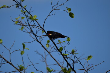 Marais Kingsubry 25 Mai 2024