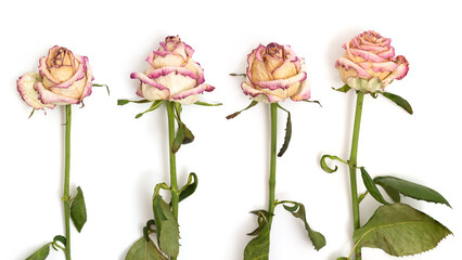 Wilted rose flowers on a white background, top view.