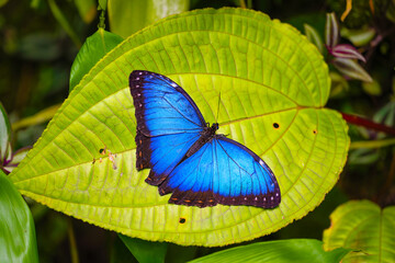 Blue morpho is resting on the leaves. Morpho peleides