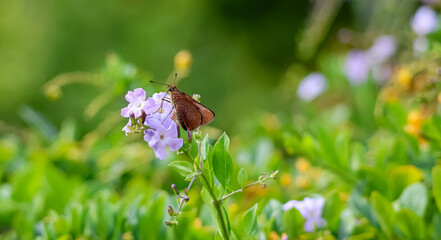 An adult female Orange Palm-dart butterfly (Cephrenes augiades) sips nectar from a Duranta erecta flower in Noosa, Queensland, Australia.