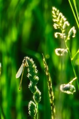 Dragonfly sitting on a plant