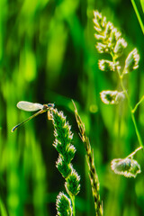 Dragonfly sitting on a plant