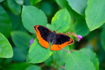 Flame-bordered Emperor is resting on the leaves. Charaxes protoclea