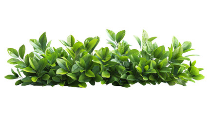 Obraz premium green leaf bush isolated on transparent background 