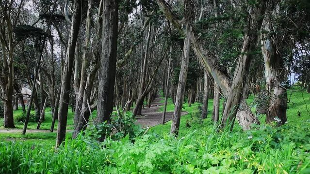 Andy Goldsworthy's Wood Line in San Francisco with Wide Angle Low Shot, Beautiful Scenery in a Forest, USA.
