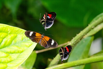 Interacting Postman butterflies. Heliconius melpomene