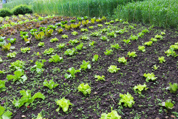 rural landscape. leaf lettuce in garden beds