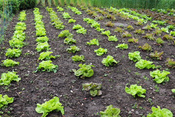 rural landscape. leaf lettuce in garden beds