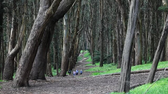 Andy Goldsworthy's Wood Line Low Angle Along the Path in San Francisco, USA. People Walking Dogs in the Forest.