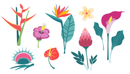 Set of exotic plants in simple flat design. Tropical flowers isolated on white background. Vector illustration.

