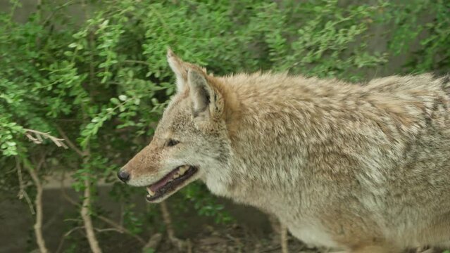 Side View Of Coywolf Walking In The Zoo. closeup, tracking shot