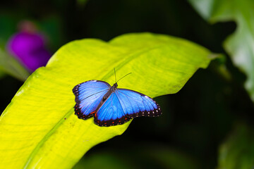 Blue morpho is resting on the leaves. Morpho peleides