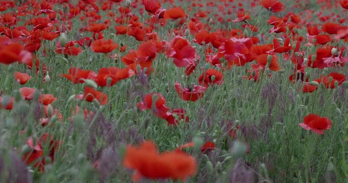 Poppy field at a summer cludy day.