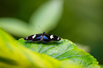 Postman butterfly is resting on the leaves. Heliconius melpomene