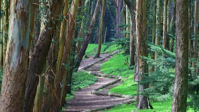 Andy Goldsworthy's Wood Line Wide Between  Treeline, Beautiful Forest in the City of San Francisco, USA.