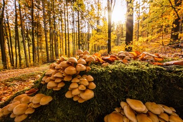 Autumn in Jizera mountains, Jizerskohorske buciny, UNESCO site.