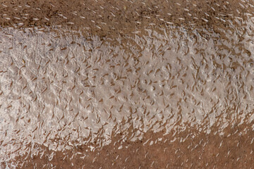 wet hippo skin as background.