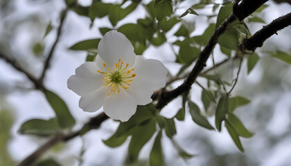 Obraz premium tree blossom