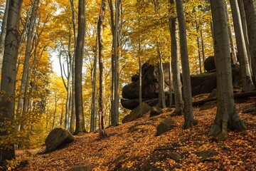 Autumn in Jizera mountains, Jizerskohorske buciny, UNESCO site.