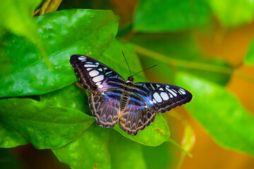 Blue clipper butterfly is resting on the leaves. Kallima sylvia