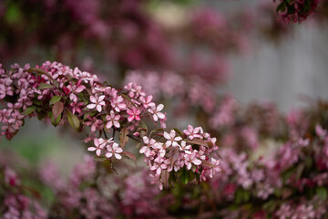 Purple blossom background. A blooming branch of a Malus sargentii, the Sargent crabapple or Sargent's apple. Purple blossoming of paradise apple or crab apple tree in spring  park.
