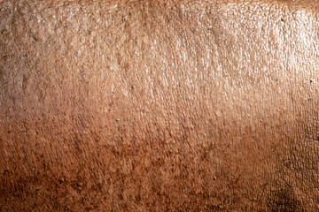 wet hippo skin as background.