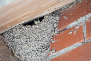 young house martins sitting in nest 