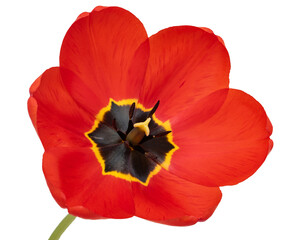 Fototapeta premium red tulip flower on white background.