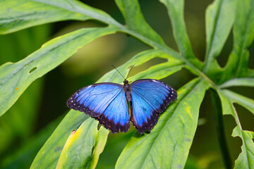 Blue morpho is resting on the leaves. Morpho peleides