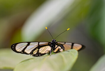 Black glasswing is resting on the leaves. Methona confusa