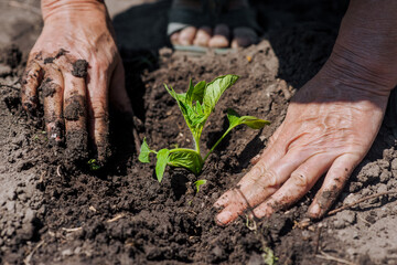A woman gardener plants a green tomato seedling in wet soil from the garden. Photography, agriculture, gardening concept.