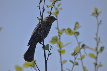 Marais Kingsubry 25 Mai 2024
