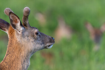 Red deer with new antler with great bokeh background