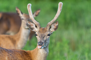 Red deer with new antler with great bokeh background
