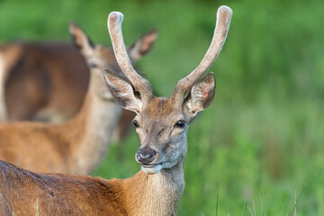 Red deer with new antler with great bokeh background