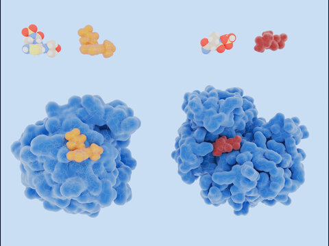 Potent novel antibiotics against resistant bacteria: aztreonam and avibactam