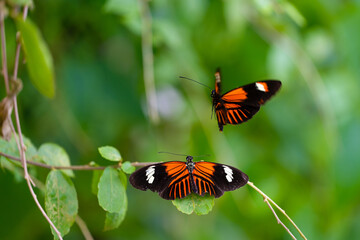 Interacting Postman butterflies. Fragile beauty in nature. Heliconius melpomene