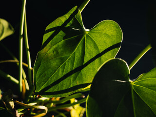 Green leaves in the sunlight