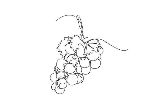 recommend clip art: Continuous one line drawing healthy sweet organic grapes for vineyard logo identity. Fresh tropical fruitage concept for fruit orchard garden icon. Single line draw design vector graphic illustration