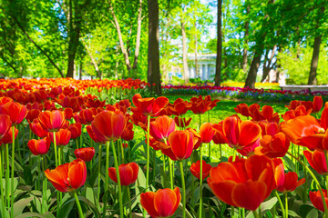 Obraz premium Multicolored tulips are blooming in the park. Annual Tulip Festival in St. Petersburg.