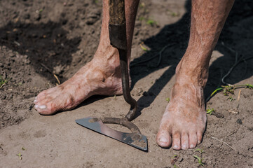 An adult elderly man gardener stands barefoot on the ground of the garden with a hoe and tool. Photography, agriculture concept.