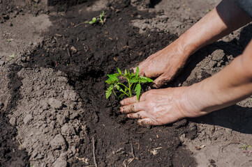 A woman gardener plants a green tomato seedling in wet watered soil from the garden at the plantation. Close-up photography, agriculture, gardening concept.