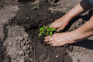 A woman gardener plants a green tomato seedling in wet watered soil from the garden at the...