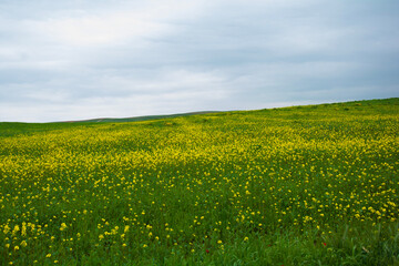 field with yellow flowers