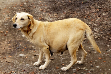 Pregnant mongrel dog standing on the ground.